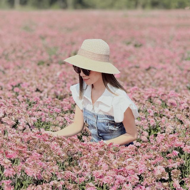 ชี้เป้าจุดถ่ายรูปฟรี!! สวนเบญจมาศชมพูกว้าง ใกล้กทม