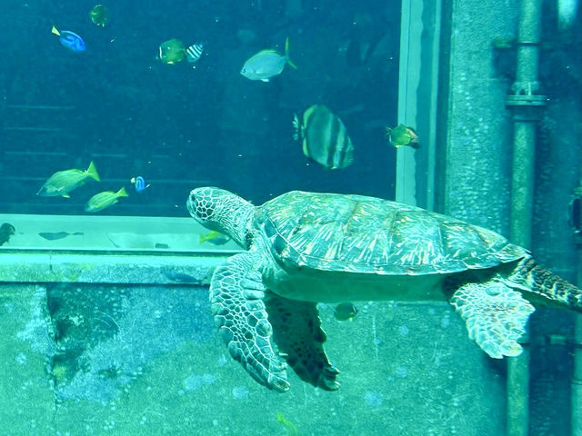 An aquarium in Hakone