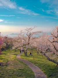 【香川】世界の訪れるべき52ヶ所にも選ばれた！四国を代表する絶景桜スポット！