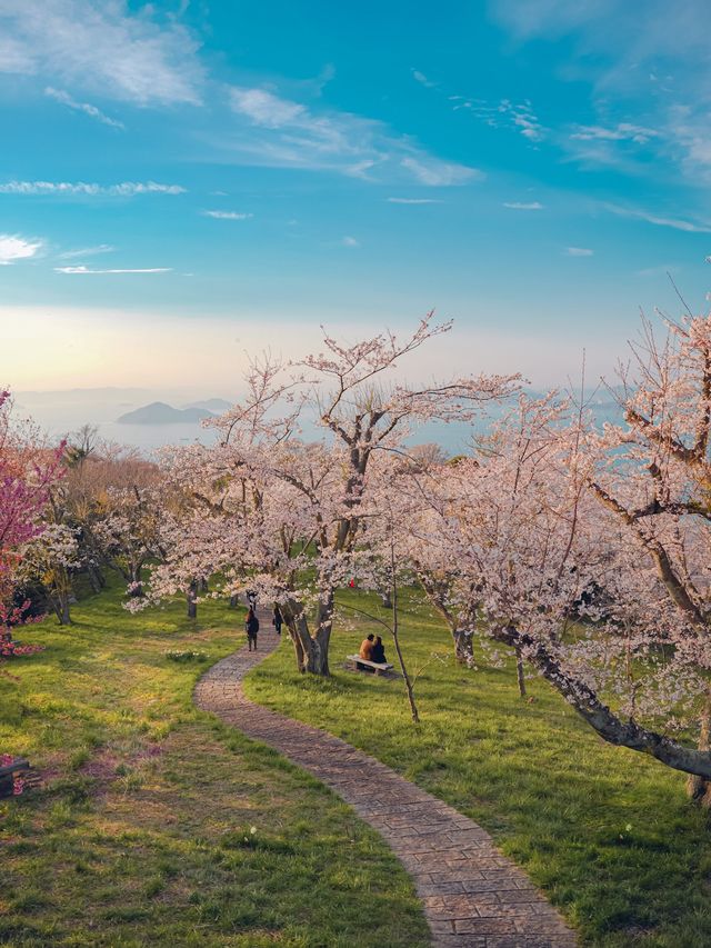 【香川】世界の訪れるべき52ヶ所にも選ばれた！四国を代表する絶景桜スポット！