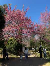 🌸 ซากุระ เมืองไทย 🌸 