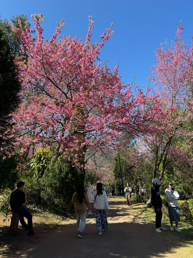 🌸 ซากุระ เมืองไทย 🌸 