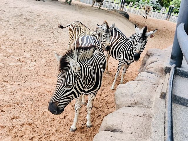 Hua Hin Safari & Adventure Park 