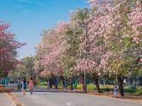 ดอกชมพูพันธุ์ทิพย์ กำลังบาน 🌸🌸🌸