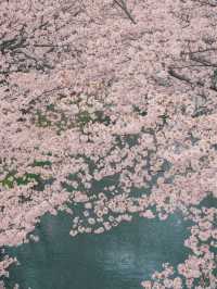 京都散策 |去追一場櫻花吧附賞花景點🌸