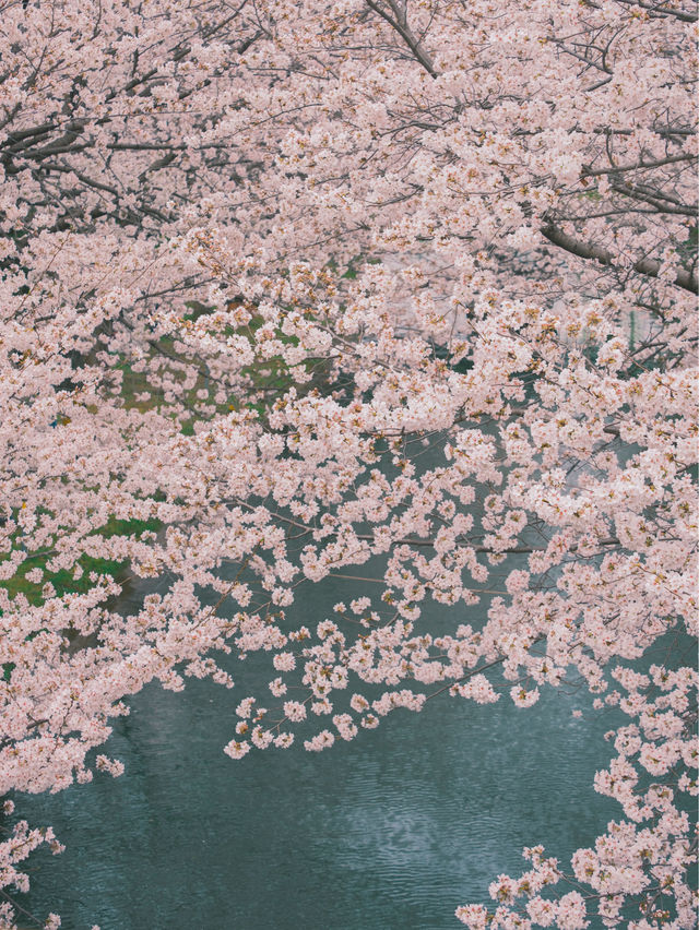 京都散策 |去追一場櫻花吧附賞花景點🌸
