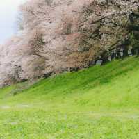 🌸日本賞櫻季，最不可以錯過的景點