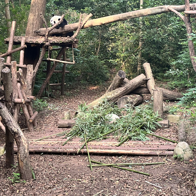 Giant Panda Breeding Research Base Chengdu