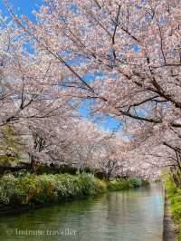江戸時代の春の京都へタイムスリップ、伏見十石舟の桜