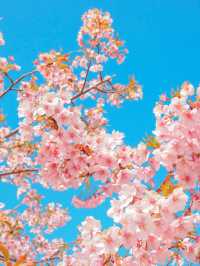 【淡路島】一年中お花が咲く美しい公園⛲️