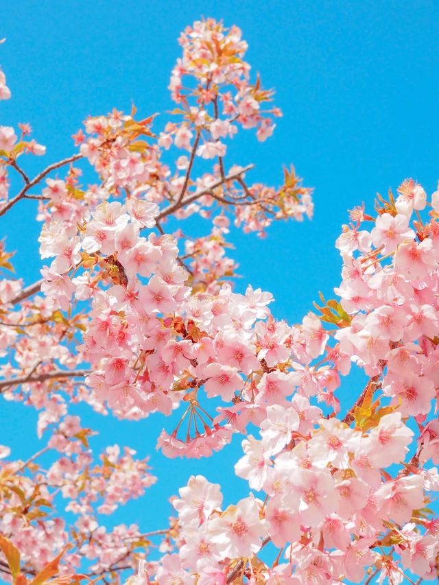 【淡路島】一年中お花が咲く美しい公園⛲️