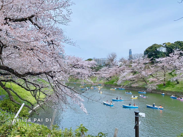 Chidorigafuchi park จุดชมดอกซากุระ ใจกลางโตเกียว