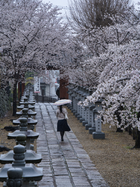 奈良×桜】参道から本堂、展望台まで500本の桜が咲き誇るスポット