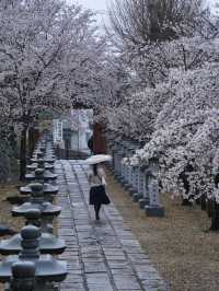 【奈良×桜】参道から本堂、展望台まで500本の桜が咲き誇るスポット🌸