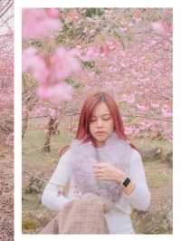 เชียงใหม่ก็มีดอกซากุระ 🌸
