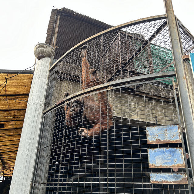 🦍🐒 ไปเที่ยว สวนสัตว์พาต้า 🐇🐖🐹 