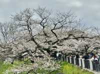 CoStudio | 千鳥ケ淵 - 桜の楽園🌸🏞️