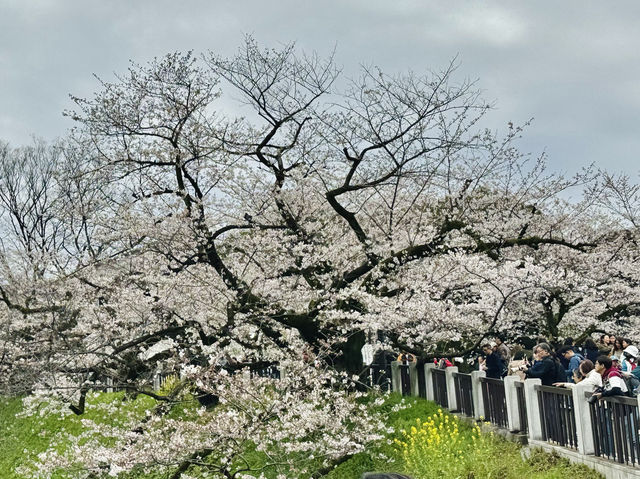 CoStudio | 千鳥ケ淵 - 桜の楽園🌸🏞️