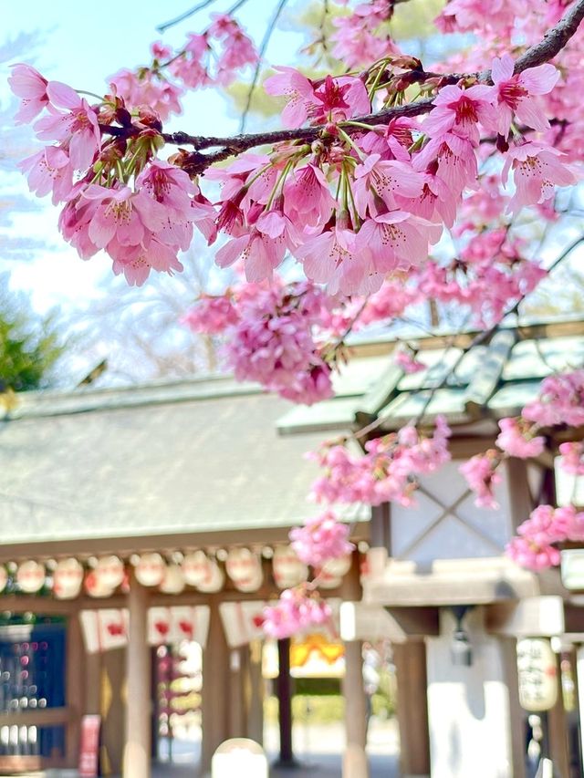【櫻木神社/千葉県】桜最盛期の桜の代表的神社