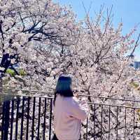 남들보다 빠르게 벚꽃볼 수 있는 청주 벚꽃명소🌸