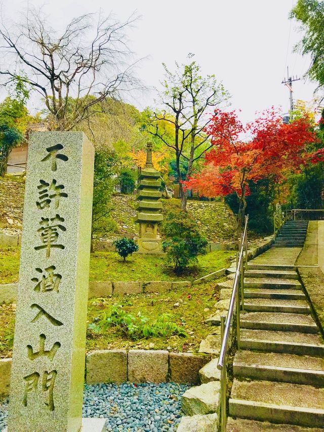  The timeless beauty of Kyoto’s red leaves🍁🇯🇵