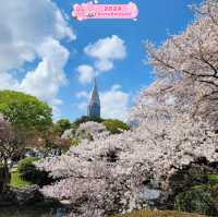 Sakura 🌸 dreams ⭐️ & Sunshine ☀️ Beams🌺💎
