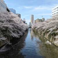 桜満開の目黒川