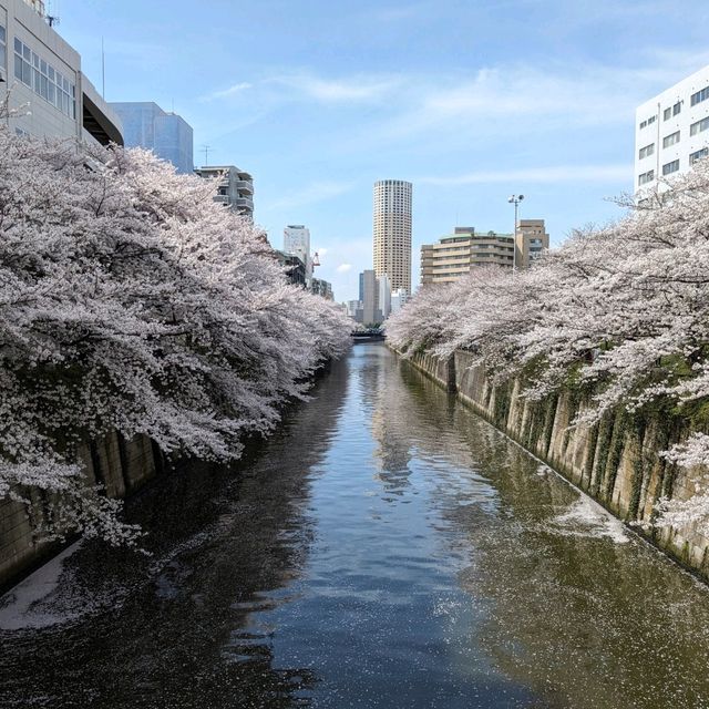 桜満開の目黒川