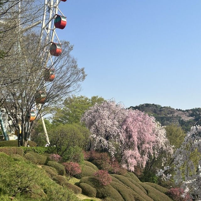 🌸벚꽃이 만개한 에버랜드🌸