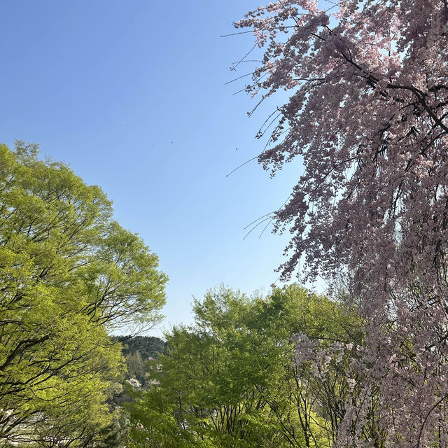 🌸벚꽃이 만개한 에버랜드🌸