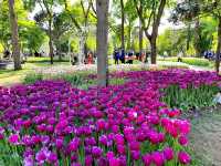 Emirgan Tulip Garden