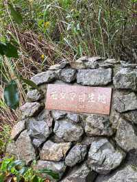 【奄美大島】ジャックと豆の木のモデルになった世界一大きな豆