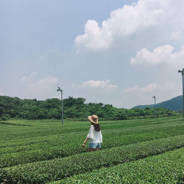 오설록 녹차밭 in 제주💚