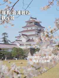 【福島 会津若松】約1000本のソメイヨシノ🌸に囲まれたお城🏯鶴ヶ城