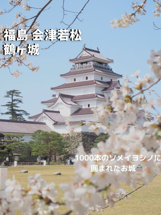 【福島 会津若松】約1000本のソメイヨシノ🌸に囲まれたお城🏯鶴ヶ城