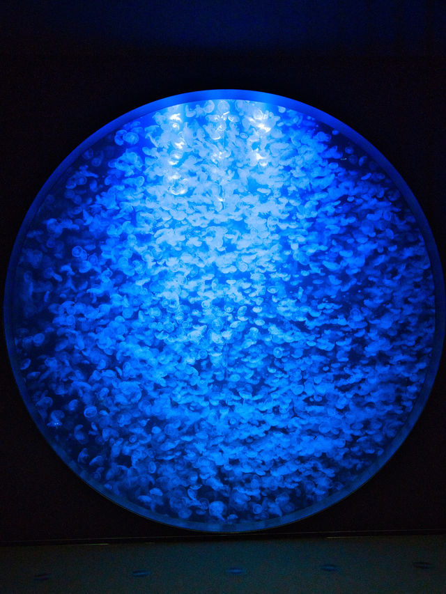 【山形】ゆらゆら泳ぐクラゲに涼しい空間で癒される✨一生に一度は行きたい水族館を紹介🔍