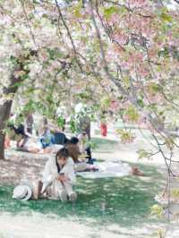 上海賞櫻，辰山植物園最佳打卡點