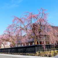 秋田武家屋敷通古色古香角館垂櫻