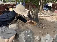 【福岡】🌴九州自然動物園：小動物摸摸樂，親子好去處！