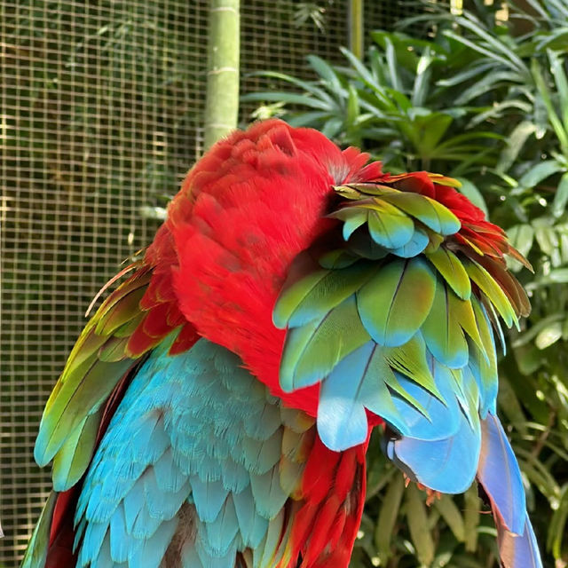 新加坡飛禽公園：奇幻鳥語仙境，無限魅力