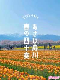 春の絶景 あさひ舟川春の四重奏