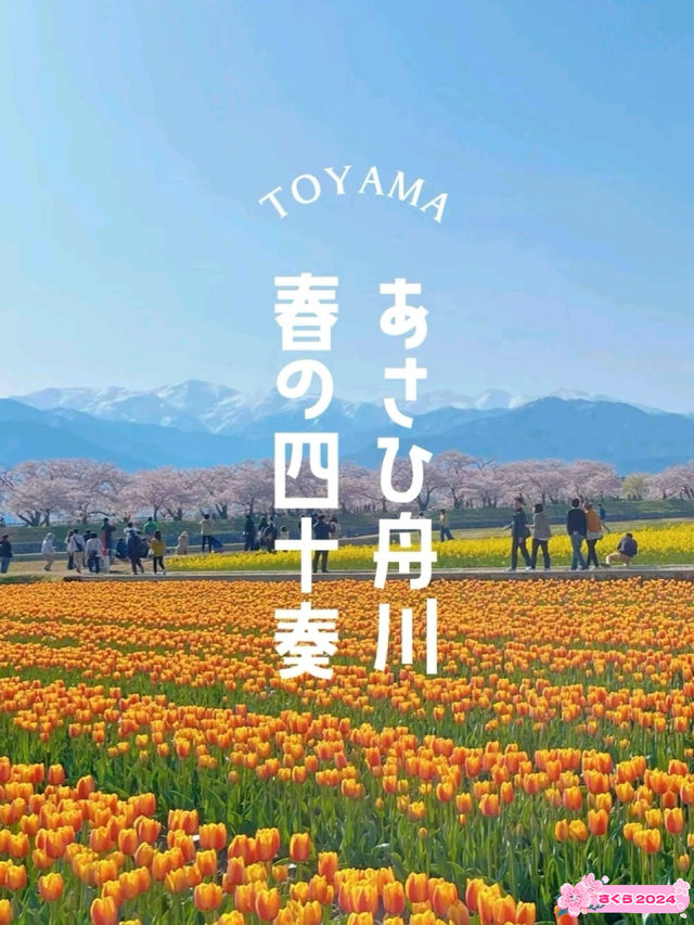 春の絶景 あさひ舟川春の四重奏