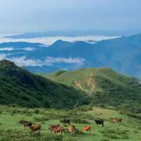 「惣岳山，攀登雲霧中的嚮望」