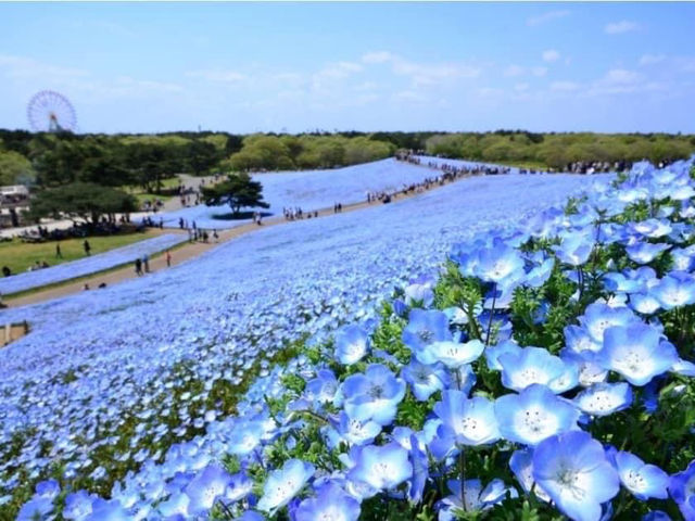 Hitachi Seaside Park