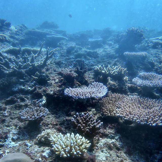 🦈 Shark Diving Experience in Fiji 🇫🇯 