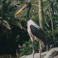 廣州動物園：珍稀動物，放鬆心情的理想去處