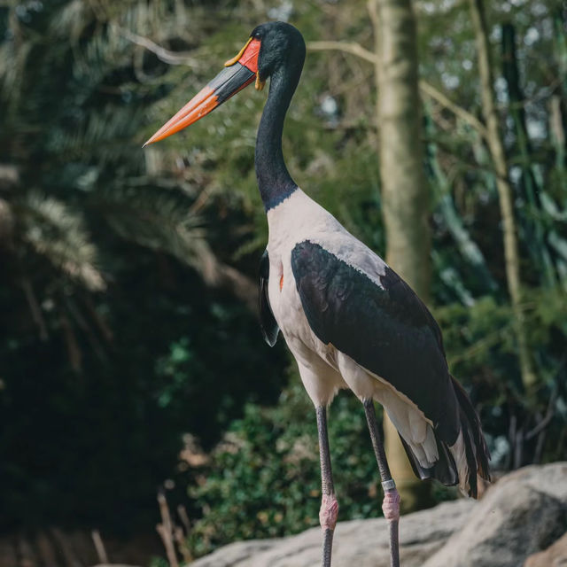 廣州動物園：珍稀動物，放鬆心情的理想去處