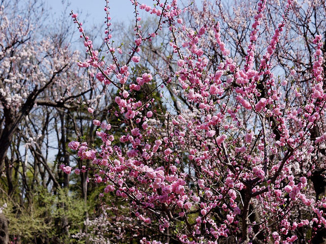 北海道神宮賞櫻又賞梅 