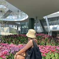 สวนดอกไม้เมืองหนาว🌷