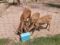 Viva Foresta Farm